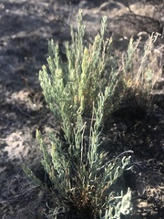 Neokochia americana
