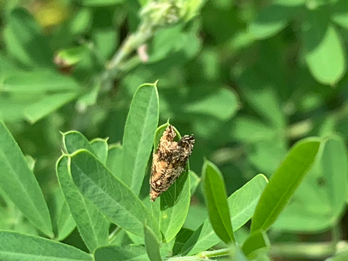 Celypha Moth photo 6