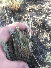 Neokochia americana