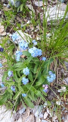 Myosotis alpestris