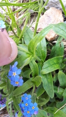 Myosotis alpestris
