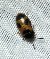 Mycetophagus punctatus