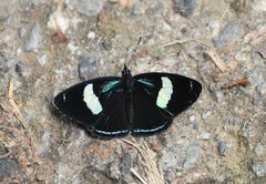 Diaethria euclides phlogeides