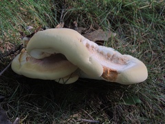 Bondarzewia berkeleyi