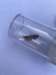 Eupithecia linariata