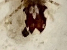 Synidotea laticauda
