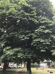 Aesculus hippocastanum