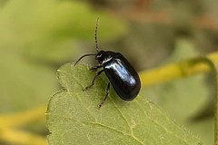Agelastica alni