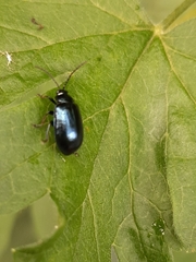 Agelastica alni