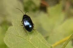Agelastica alni