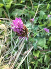 Trifolium pratense
