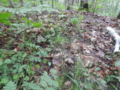 Poa saltuensis saltuensis