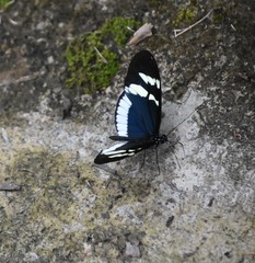 Heliconius cydno cydnides