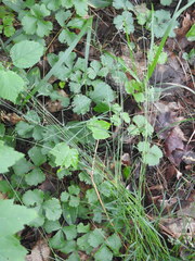 Poa saltuensis saltuensis