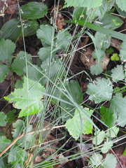 Poa saltuensis saltuensis