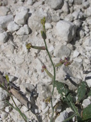Matthiola longipetala