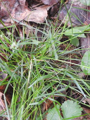 Poa saltuensis saltuensis