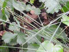 Poa saltuensis saltuensis