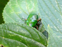 Coleoptera