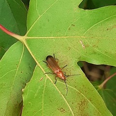 Rhagonycha fulva