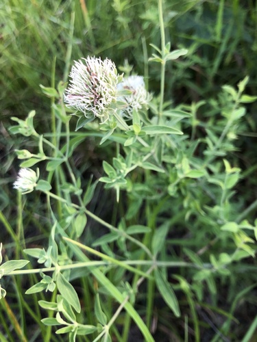 Pycnanthemum flexuosum iNat (2)