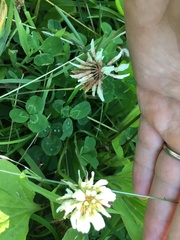 Trifolium repens