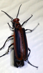 Pyrota tenuicostatis