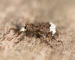 Eurymycter