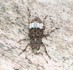 Eurymycter