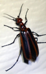 Pyrota tenuicostatis