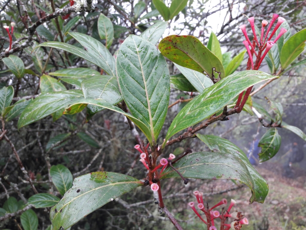 Agapetes nuttallii