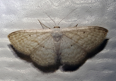 Scopula benitaria