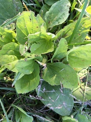 Plantago major