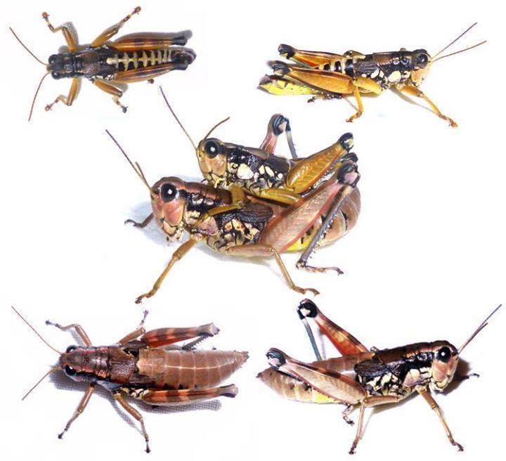Brown Mountain Grasshopper