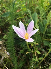 Colchicum autumnale