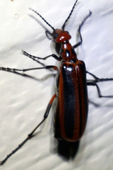 Pyrota tenuicostatis