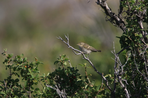 Hume's Leaf Warbler (Phylloscopus humei), photo 5