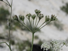 Pimpinella titanophila