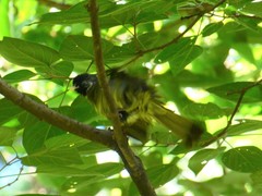 Spizixos semitorques