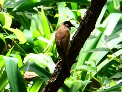 Pycnonotus xanthorrhous