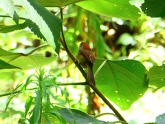 Sinosuthora alphonsiana