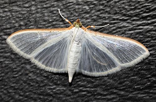 Jasmine Moth photo 3