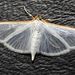 Jasmine Moth - Photo no rights reserved, uploaded by Stephen James McWilliam