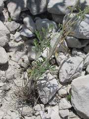 Pimpinella titanophila