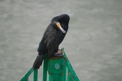 Phalacrocorax carbo
