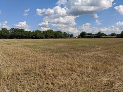 Delphinium consolida