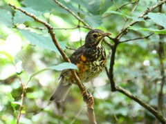 Turdus