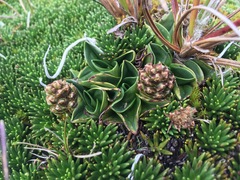 Myrosmodes cochleare