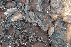 Porcellio scaber