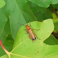 Rhagonycha fulva